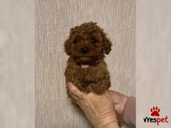 Ράτσα: Κανίς Λευκό - Canishe White | Ηλικία: 2,5 μηνών | Φύλο: Αρσενικό | Αρ. Microchip: 87654987874 | Εκπαιδευμένο | Περιοχή: Πειραιάς, Αττική